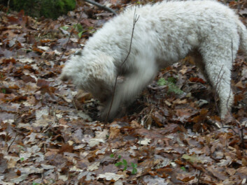 Canine truffle hunter lello in action. (Photo: Anne Molia/University of Oslo) Canine truffle hunter lello in action. (Photo: Anne Molia/University of Oslo)