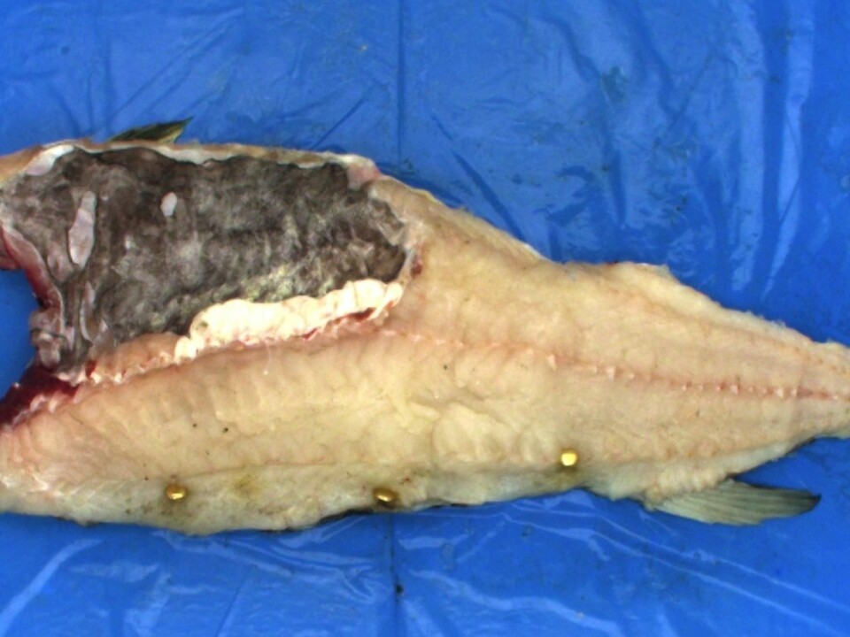 Fish vary greatly in size and weight, which makes it difficult to fillet. (Photo: SINTEF)