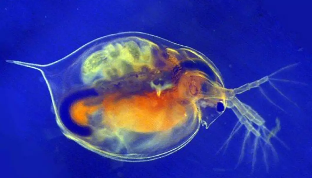 The risk assessment was based on measured water concentrations and available toxicity data for different organisms including Daphnia magna. (Photo: NIVA)