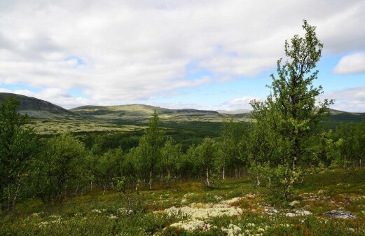 Expanding mountain forest promotes climate warming