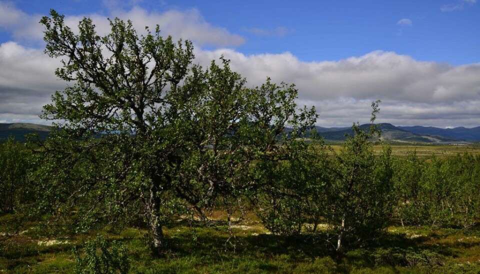 The forest limit in Rondane increases because of lower grazing pressure and climate warming.  (Photo: Anders Bryn/Norwegian Forest and Landscape Institute)