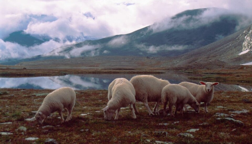 Browsing sheep. (Photo: Anders Bryn/Norwegian Forest and Landscape Institute)