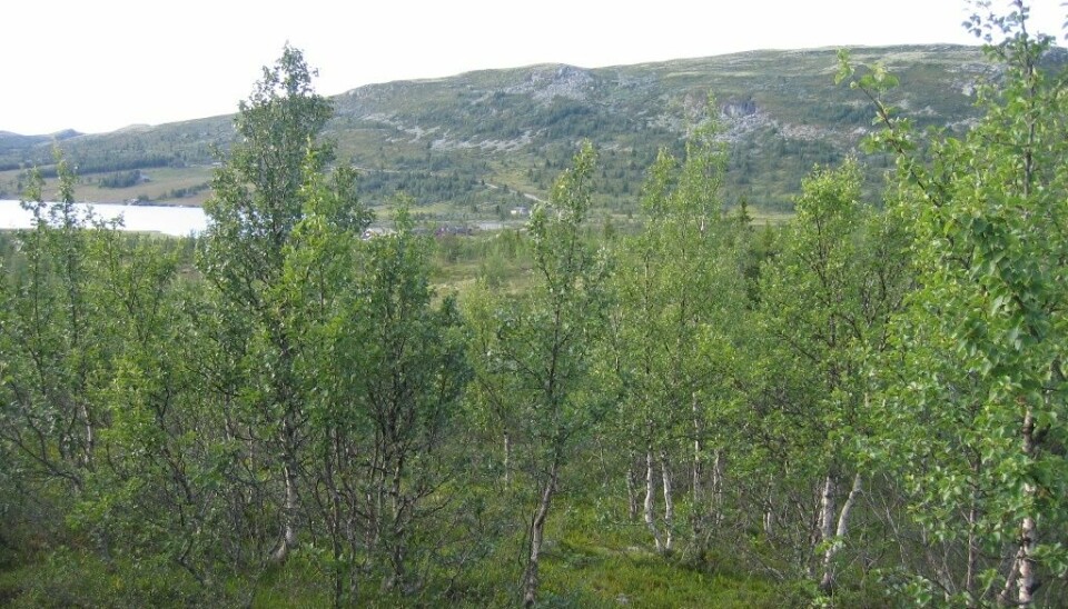 Mountain birch can respond to climate warming and turn tundra into forest. (Photo: Anders Bryn/Norwegian Forest and Landscape Institute)