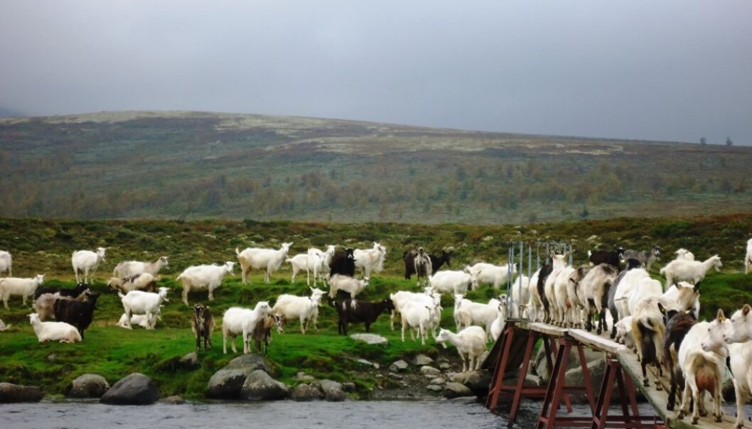 Sykdommene CAE, byllesyke og paratuberkulose hadde høy forekomst blant norske geiter og ga dem store plager. Nå er disse nesten utryddet blant norske geiter. (Foto: Ragnhild Aabøe Inglingstad) Sykdommene CAE, byllesyke og paratuberkulose hadde høy forekomst blant norske geiter og ga dem store plager. Nå er disse nesten utryddet blant norske geiter. (Foto: Ragnhild Aabøe Inglingstad)