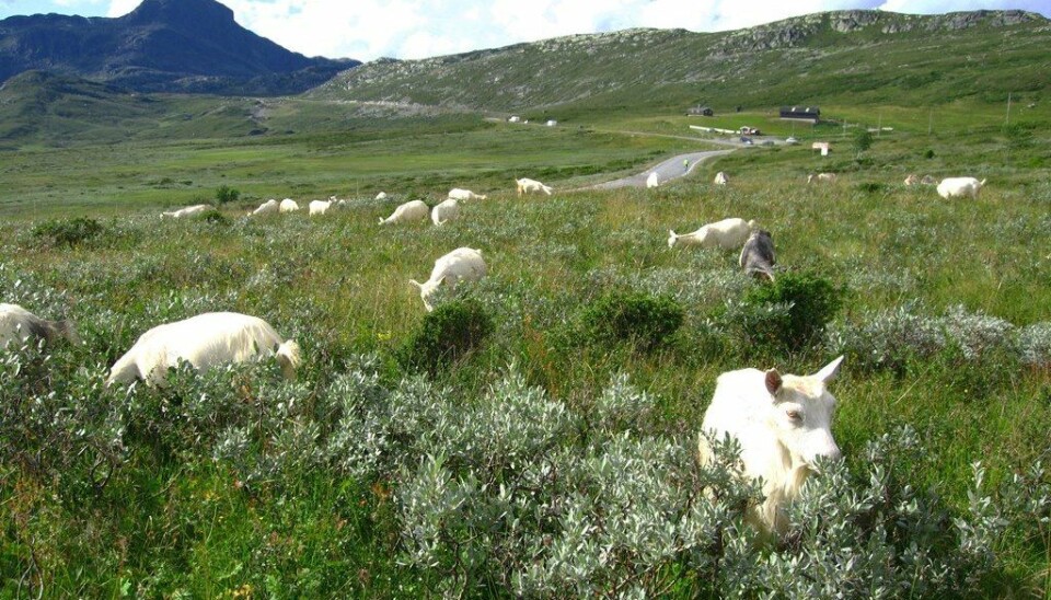 Goats are effective browsers and well-adapted to grazing in mountainous areas. (Photo: Anders Bryn/Norwegian Forest and Landscape Institute)