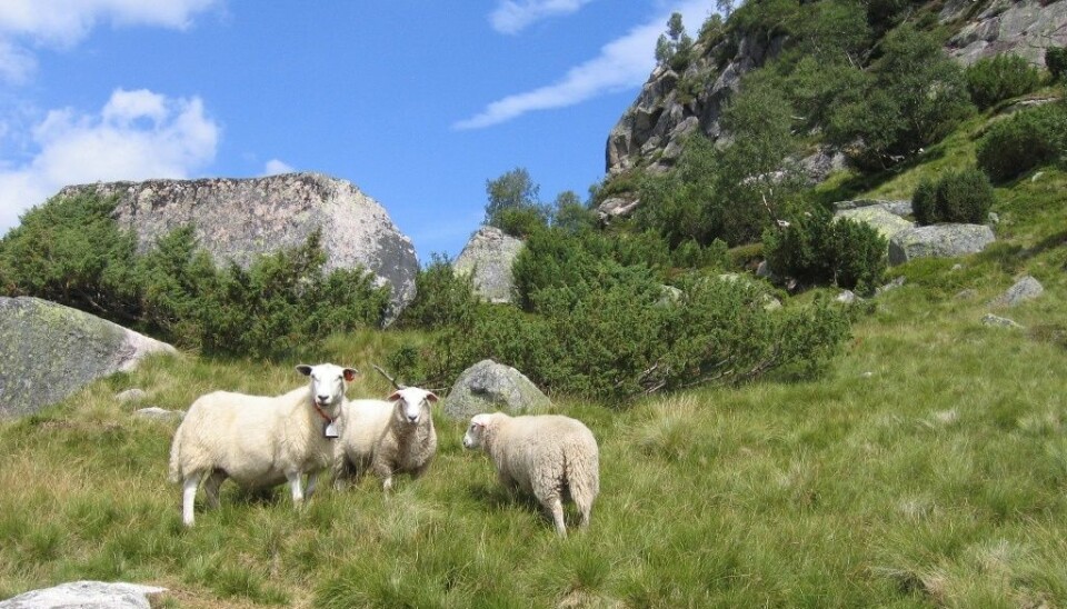 Grazing sheep keep the vegetation short. (Photo: Anders Bryn/Norwegian Forest and Landscape Institute)