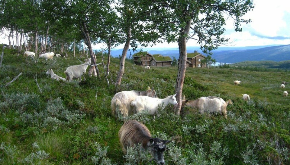 Reduced grazing pressure promote regrowth of vegetation and expansion of mountain forest. (Photo: Anders Bryn/Norwegian Forest and Landscape Institute)