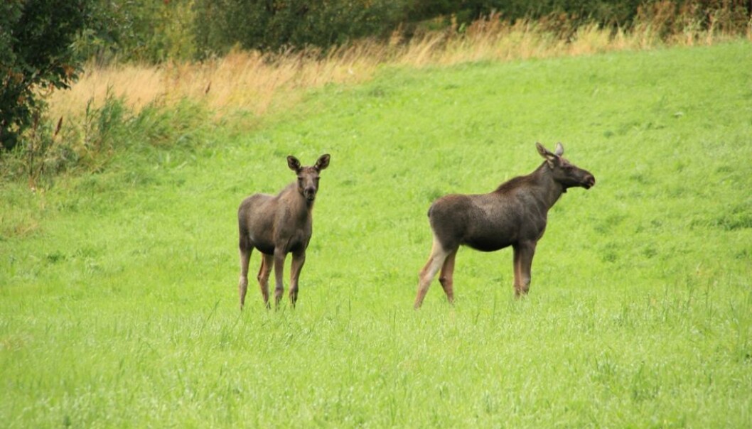 Forskerne finner få morløse kalver etter jakta. (Foto: Kari Sivertsen/Norsk institutt for naturforvaltning) Forskerne finner få morløse kalver etter jakta. (Foto: Kari Sivertsen/Norsk institutt for naturforvaltning)