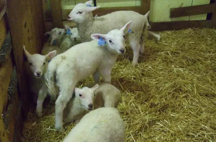 Halm er et godt og varmt underlag for nyfødte lam. Nyklipt voksen sau foretrekker også halm som liggeunderlag om vinteren. (Foto: Berit Hansen)