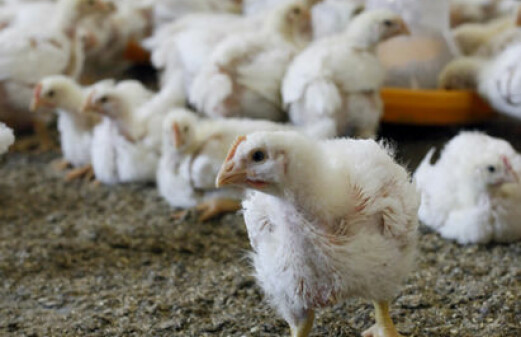 A whole-grain diet makes for healthier chickens