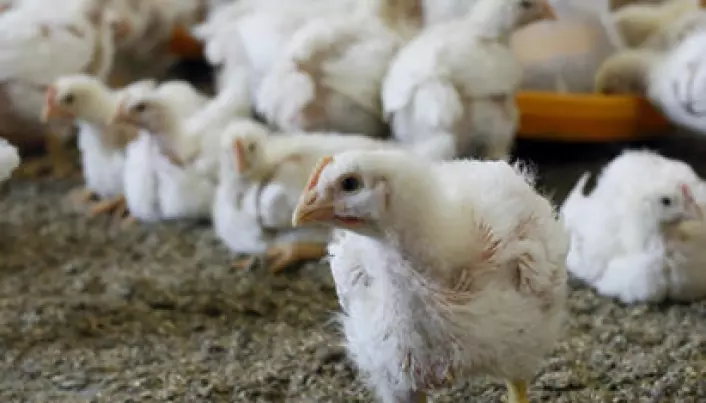 A whole-grain diet makes for healthier chickens