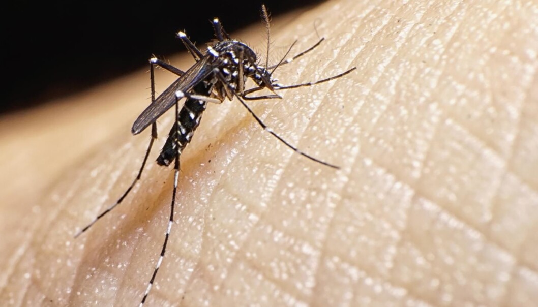 Slik ser den ut, myggen som kan smitte med zika-virus. Myggens navn er Aedes aegypti mosquito. Den lever vanligvis bare i tropiske og subtropiske strøk. (Foto: Istockphoto) Slik ser den ut, myggen som kan smitte med zika-virus. Myggens navn er Aedes aegypti mosquito. Den lever vanligvis bare i tropiske og subtropiske strøk. (Foto: Istockphoto)
