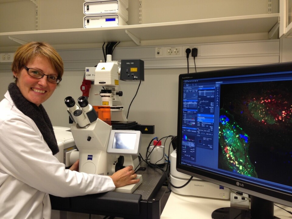 Her sitter Camilla Raiborg ved konfokalmikroskopet og ser på celler. - Mikroskopet er mitt viktigste arbeidsredskap, sier hun.  (Foto: Nina Marie Pedersen)