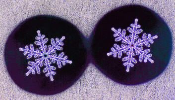 Disse krystallene ble dannet i løpet av 30-40 minutter. (Foto: Kenneth Libbrecht) Disse krystallene ble dannet i løpet av 30-40 minutter. (Foto: Kenneth Libbrecht)