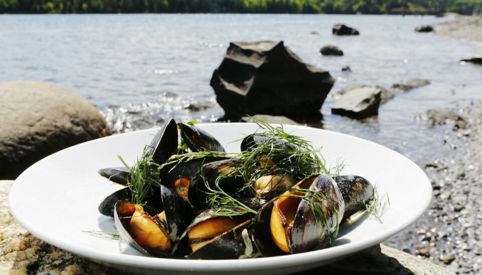 Many regard mussels as a delicacy. Researchers have found a simpler way of testing whether they are poisonous. (Photo: Magnar Kirknes, VG)