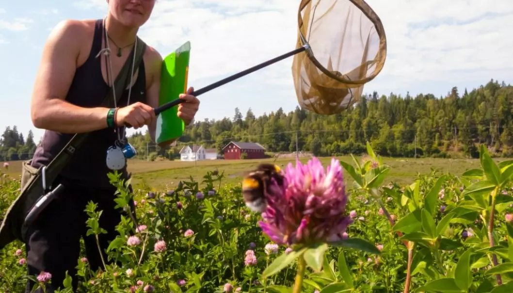 Å registrere pollinerende insekter krever konsentrasjon og ferdigheter med insektnettet. Mange hundre timer med slikt arbeid ligger bak studien som forskere nå har gjort.  (Foto: Sondre Dahle)