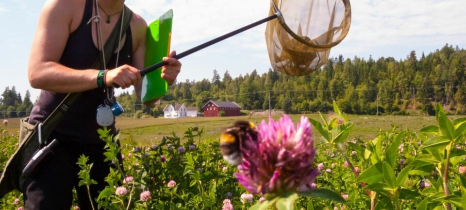 Å registrere pollinerende insekter krever konsentrasjon og ferdigheter med insektnettet. Mange hundre timer med slikt arbeid ligger bak studien som forskere nå har gjort.  (Foto: Sondre Dahle)
