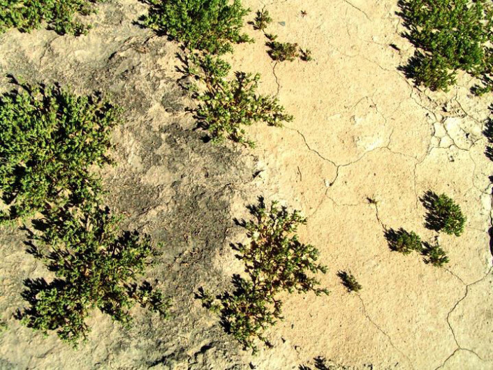 Mørkere områder i ørkenen skyldes pigmentet scytonemin, som lages av cyanobakteriene i bioskorpene. Bildet er fra ørkenen utenfor Chandler i Arizona i USA. (Foto: Ferran Garcia-Pichel, Arizona State University) Mørkere områder i ørkenen skyldes pigmentet scytonemin, som lages av cyanobakteriene i bioskorpene. Bildet er fra ørkenen utenfor Chandler i Arizona i USA. (Foto: Ferran Garcia-Pichel, Arizona State University)