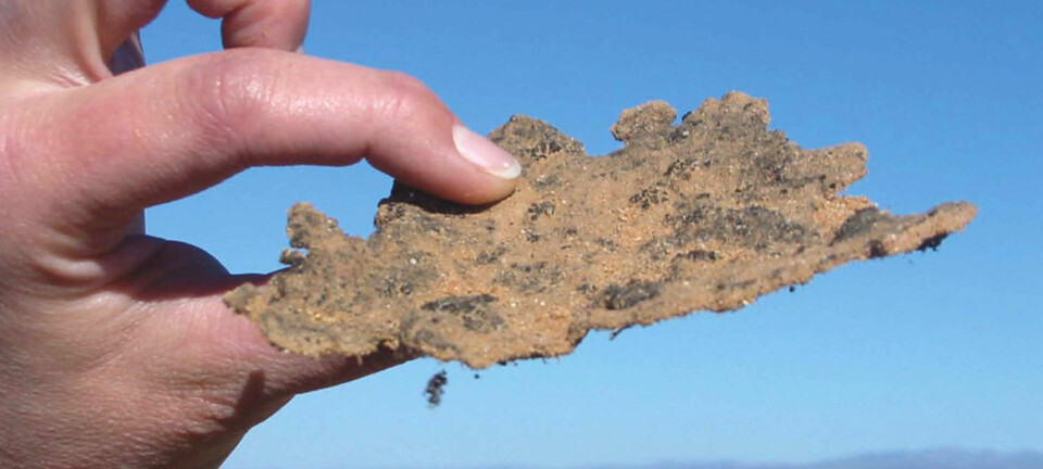 Skorper av bakterier binder sanden i ørkenen. Bakteriene lager også et pigment, som suger sollys. Dermed blir disse bioskorpene varmere, og andre mikroorganismer overtar. I verste fall kan mikroorganismene dø ut på de varmeste områdene, frykter forskere. (Foto: F. Garcia-Pichel/Tidsskriftet Science)