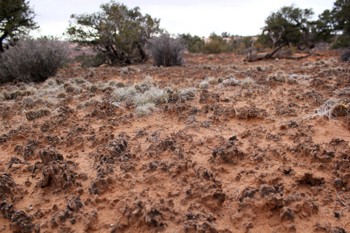 En moden bioskorpe i sandjord på Coloradoplatået, ørkenområdet der statene Utah, Colorado, New Mexico og Arizona møtes. Mørkere flekker er kolonier av cyanobakterier som har produsert det mørke pigmentet scytonemin. Andre cyanobakterier lever rett under overflaten. (Foto: Estelle Couradeau/Science) En moden bioskorpe i sandjord på Coloradoplatået, ørkenområdet der statene Utah, Colorado, New Mexico og Arizona møtes. Mørkere flekker er kolonier av cyanobakterier som har produsert det mørke pigmentet scytonemin. Andre cyanobakterier lever rett under overflaten. (Foto: Estelle Couradeau/Science)