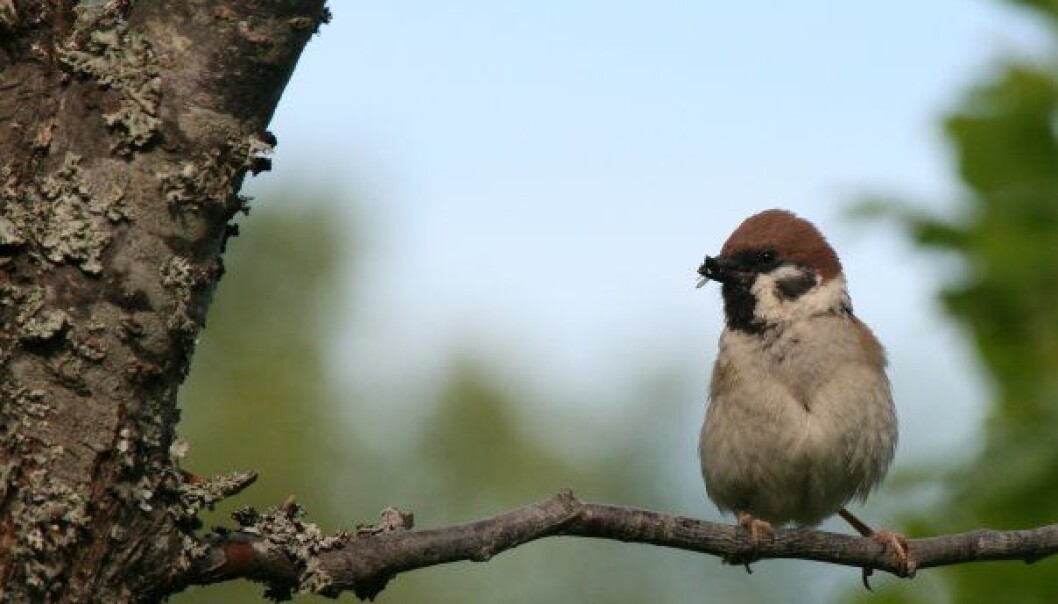 The Eurasian tree sparrow is a clever fly catcher, but not so good in traffic. (Photo: Emma Mary Garlant) The Eurasian tree sparrow is a clever fly catcher, but not so good in traffic. (Photo: Emma Mary Garlant)