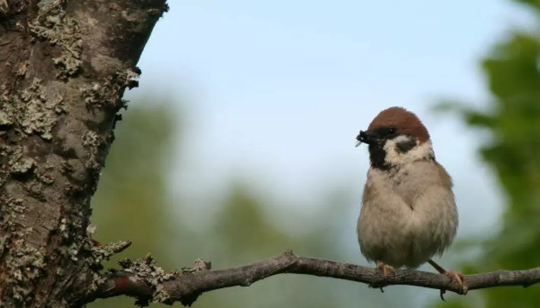 The Eurasian tree sparrow is a clever fly catcher, but not so good in traffic.  (Photo: Emma Mary Garlant)