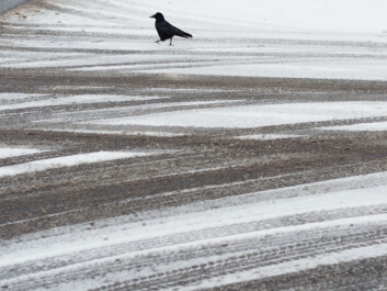 A streetwise crow. (Photo: Colourbox) A streetwise crow. (Photo: Colourbox)