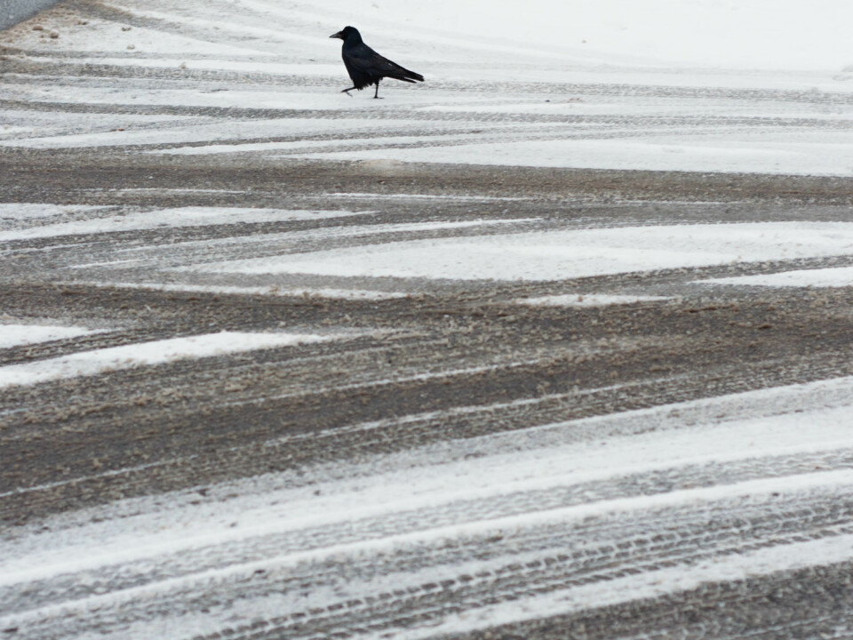 A streetwise crow. (Photo: Colourbox)