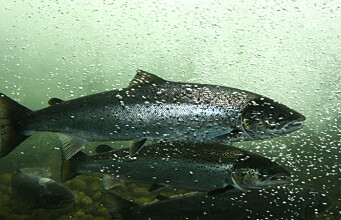 New DNA test for escaped salmon