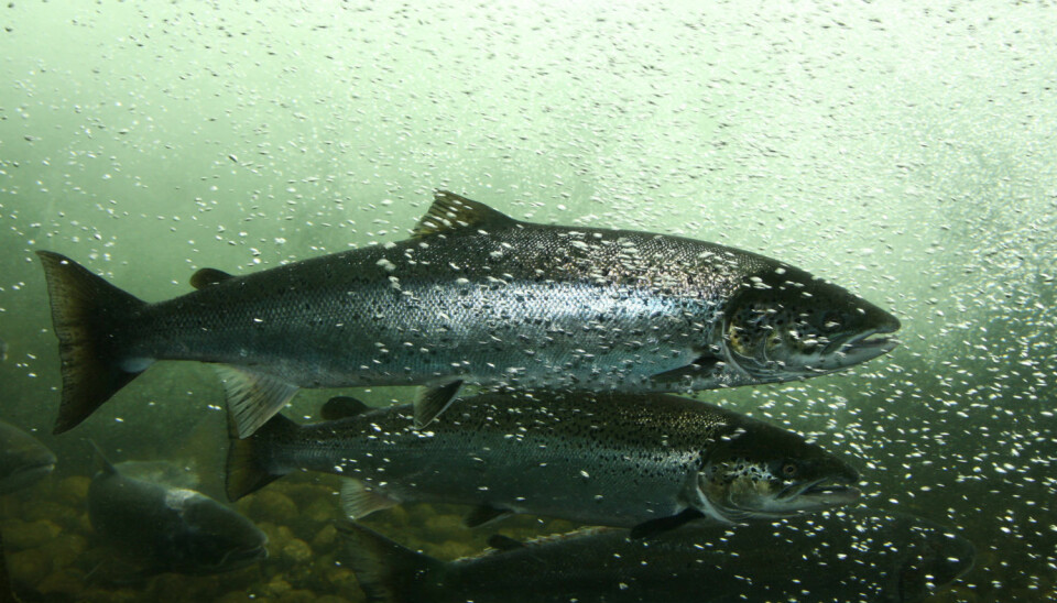 Escaped farmed salmon threatens wild salmon. (Photo: Microstock)