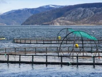 There are 350 million farmed salmon currently in Norwegian fish farms (Photo: Eugene Sergeev, Microstock) There are 350 million farmed salmon currently in Norwegian fish farms (Photo: Eugene Sergeev, Microstock)