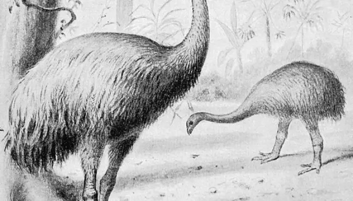 Humans alone killed off the giant moa bird