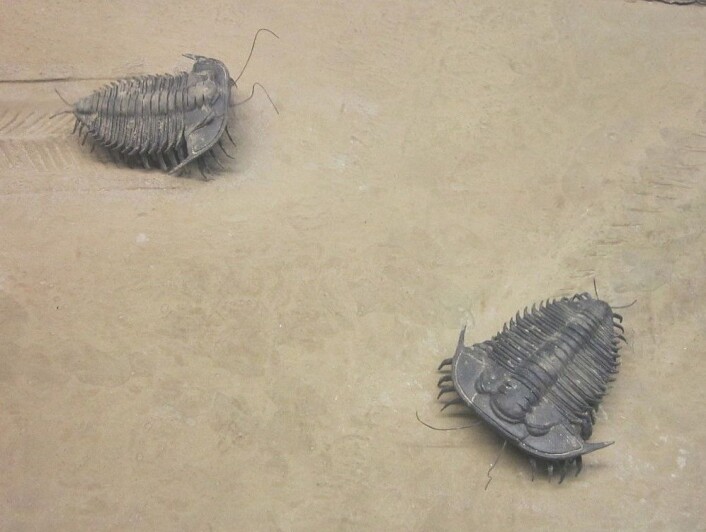Trilobitter på World Museum i Liverpool, England. (Foto: Rept0n1x, Creative Commons BY-SA 3.0) Trilobitter på World Museum i Liverpool, England. (Foto: Rept0n1x, Creative Commons BY-SA 3.0)