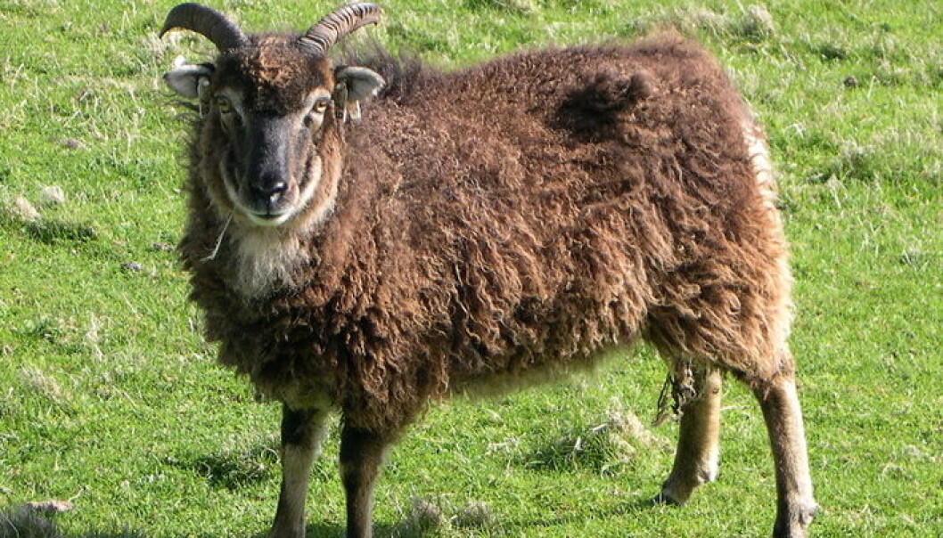 Sauetypen Soay holder til på en ubebodd øygruppe i Nord-Atlanteren. Selv om leveforholdene er like for alle, får de i seg ulike mengder D-vitamin. Søyer som har mye av dette vitaminet, ser ut til å ha lettere for å få unger. (Foto: Tomek Augustyn, under lisens CC by-sa 2.0 via Wikimedia Commons) Sauetypen Soay holder til på en ubebodd øygruppe i Nord-Atlanteren. Selv om leveforholdene er like for alle, får de i seg ulike mengder D-vitamin. Søyer som har mye av dette vitaminet, ser ut til å ha lettere for å få unger. (Foto: Tomek Augustyn, under lisens CC by-sa 2.0 via Wikimedia Commons)