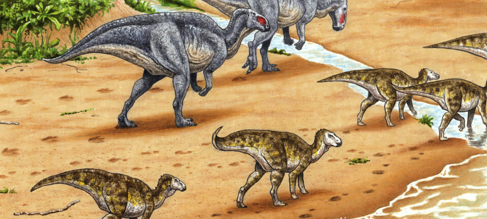Svalbard lå på breddegraden til Trøndelag og var varmere og våtere for 123 millioner år siden. Plantespisende ornithopoder lager fotavtrykk i sanden. Fram til nå har forskerne trodd at fotavtrykkene kom fra en rovdinosaur, men de går alltid på to bein. Nå har forskerne funnet avtrykk av framføttene. Det viser at dinosaurene gikk på alle fire. (Illustrasjon: Esther van Hulsen)