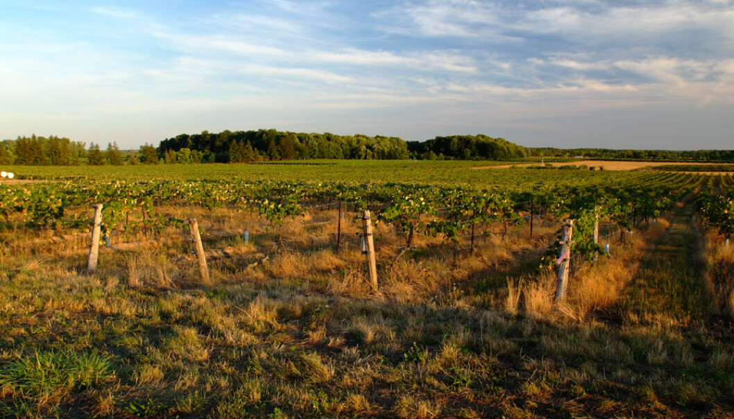 Det største permanent bevarte grønne beltet i verden finnes i Canada. Her ser vi en vingård i Niagara, som er en av grensene for beltet. (Foto: The Greenbelt Foundation) Det største permanent bevarte grønne beltet i verden finnes i Canada. Her ser vi en vingård i Niagara, som er en av grensene for beltet. (Foto: The Greenbelt Foundation)