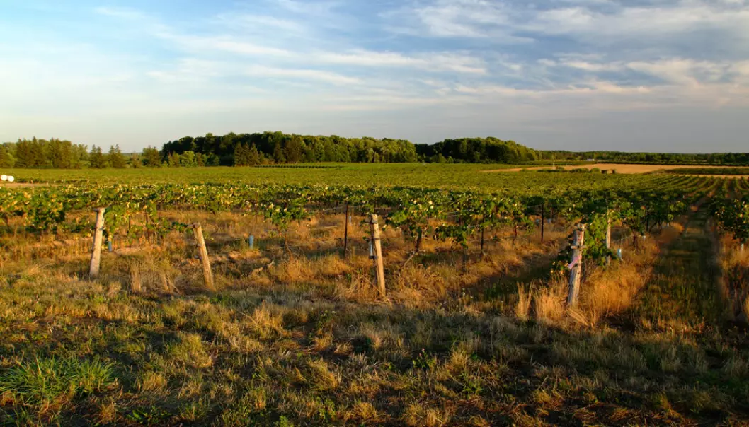 Det største permanent bevarte grønne beltet i verden finnes i Canada. Her ser vi en vingård i Niagara, som er en av grensene for beltet. (Foto: The Greenbelt Foundation)