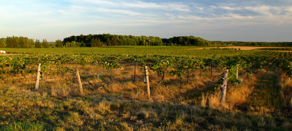 Det største permanent bevarte grønne beltet i verden finnes i Canada. Her ser vi en vingård i Niagara, som er en av grensene for beltet. (Foto: The Greenbelt Foundation)