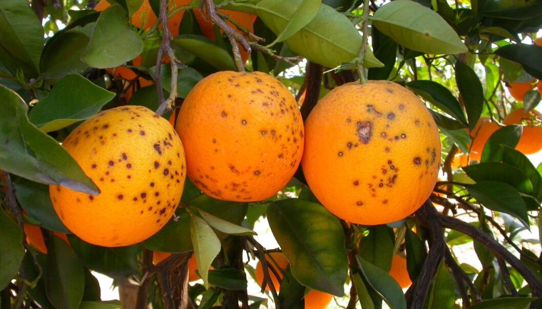 Oranges infected with citrus black spot. (Photo: Antonio Vincent) Oranges infected with citrus black spot. (Photo: Antonio Vincent)
