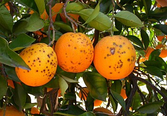 Norwegian to the rescue for Mediterranean oranges