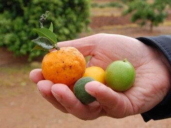 Various sorts of citrus. (Photo: Trond Rafoss) Various sorts of citrus. (Photo: Trond Rafoss)