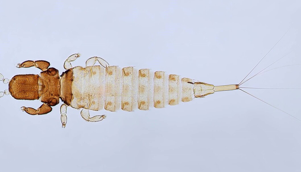 The newly discovered thrips. (Photo: Manfred Ulitzka and Laurence Mound) The newly discovered thrips. (Photo: Manfred Ulitzka and Laurence Mound)