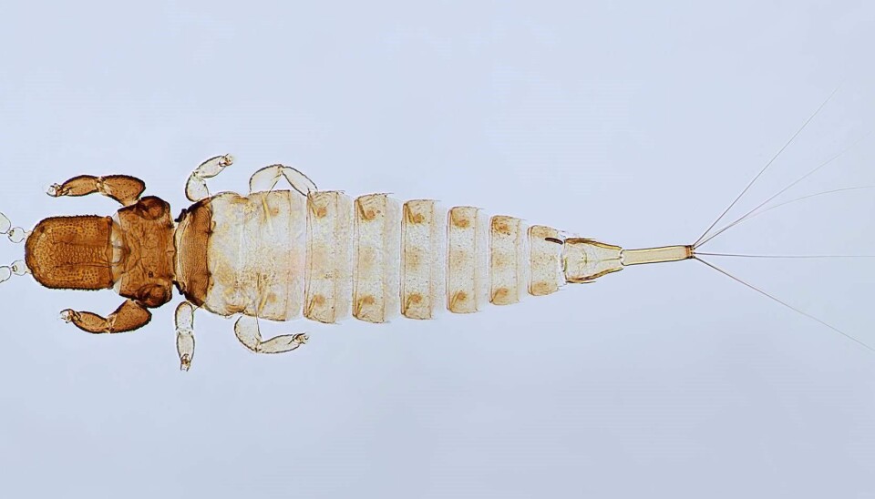 The newly discovered thrips. (Photo: Manfred Ulitzka and Laurence Mound)