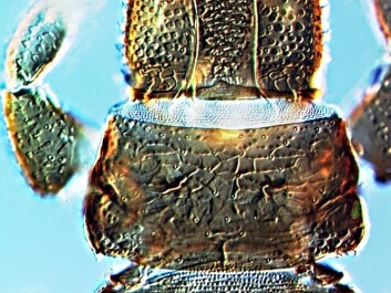 Head and thorax. (Photo: Manfred Ulitzka and Laurence Mound) Head and thorax. (Photo: Manfred Ulitzka and Laurence Mound)
