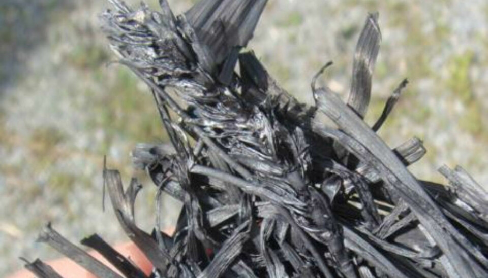 Biochar is highly efficient for carbon storage in soil. Recent research also indicates that the material can reduce plants’ uptake of heavy metals from contaminated soil. (Photo: Bioforsk)