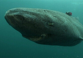 Greenland sharks have high levels of toxic pollutants
