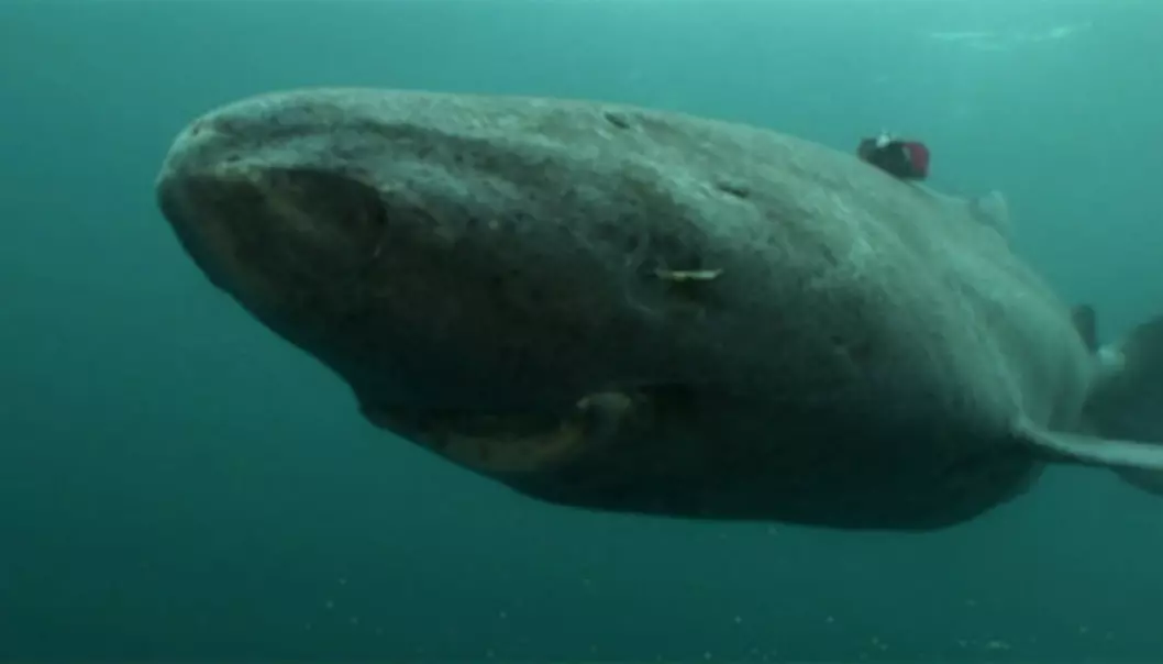 The researchers believe that knowledge on Greenland sharks may help us understand how pollutants, especially hormone inhibiting substances, also affect humans. (Foto: Armin Mück/Crystalwaterfilm)