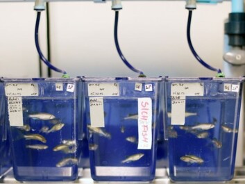 The scientists thought that methylmercury alone would reduce fertility in zebra fish. It turned out that this had little impact on reproduction. However, when the fish had increased doses of selenium, they produced fewer offspring. (Photo: NIFES) The scientists thought that methylmercury alone would reduce fertility in zebra fish. It turned out that this had little impact on reproduction. However, when the fish had increased doses of selenium, they produced fewer offspring. (Photo: NIFES)