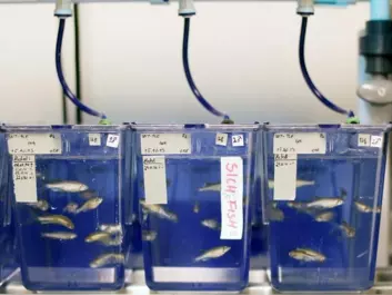 The scientists thought that methylmercury alone would reduce fertility in zebra fish. It turned out that this had little impact on reproduction. However, when the fish had increased doses of selenium, they produced fewer offspring. (Photo: NIFES)