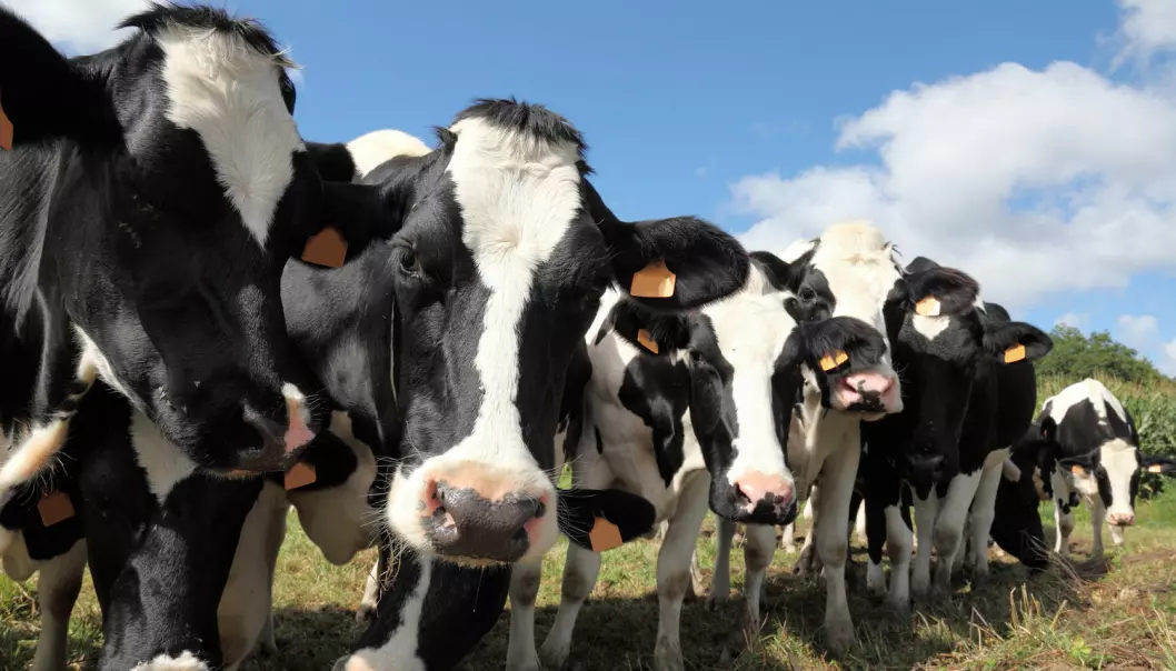 Har kua i det hele tatt noen plass i bioøkonomien? (Illustrasjonsfoto: Shutterstock, NTB scanpix)